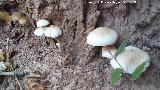 Seta de Chopo - Agrocybe aegerita. 