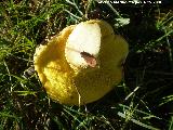 Boleto dulzn - Boletus impulitus. 