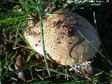 Boleto dulzn - Boletus impulitus. 