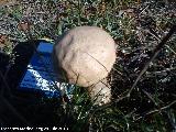 Boleto estival - Boletus reticulatus. 