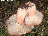 Lactario rugoso - Lactarius rugatus. 