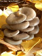 Seta de ostra - Pleurotus ostreatus. 