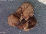 Poliporo articulado - Polyporus arcularius. 