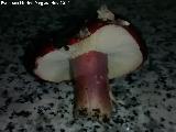 Rsula vinosa - Russula xerampelina. 