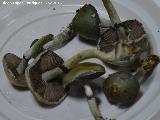 Estrofaria verde - Stropharia aeruginosa. Navas de San Juan