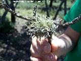 Liquen pelusa - Ramalina farinacea. Torrealver - Navas de San Juan