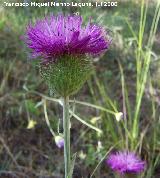 Cardo granadino - Carduus granatensis. Segura