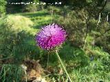 Cardo granadino - Carduus granatensis. Segura