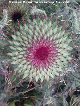 Cardo granadino - Carduus granatensis. Banderillas - Santiago Pontones