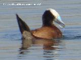 Pjaro Mavasa cabeciblanca - Oxyura leucocephala. Laguna Dulce - Campillos