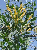 Gandul - Nicotiana glauca. Laguna Torreguadiaro - San Roque