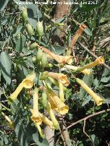 Gandul - Nicotiana glauca. Laguna Torreguadiaro - San Roque