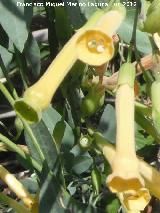 Gandul - Nicotiana glauca. Laguna Torreguadiaro - San Roque