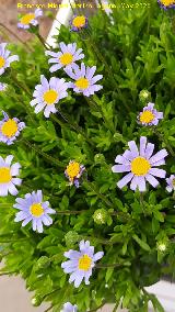 Margarita azul - Felicia amelloides. Ja�n