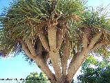 Drago - Dracaena drago. Benalmdena