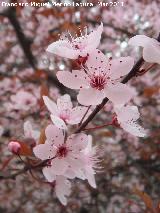 Ciruelo rojo - Prunus cerasifera. Jan