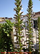 Acanto - Acanthus mollis. Navas de San Juan