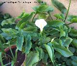 Cala - Zantedeschia aethiopica. Navas de San Juan