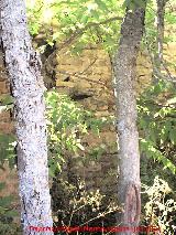 Castillo de Garc Fernndez. Detalle de una piedra saliente en el muro