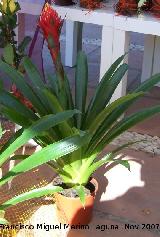 Guzmania torch - Guzmania torch. Crdoba