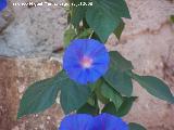 Dondiego de da - Ipomoea purpurea. Navas de San Juan