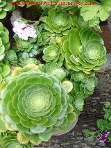 Bejeque - Aeonium canariense. Patio de Crdoba