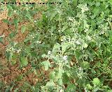 Tomatillo del diablo - Solanum nigrum. Navas de San Juan