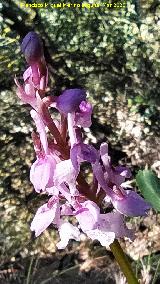 Orqu�dea Satir�n manchado - Orchis olbiensis. Flores. Cordel del Salado - Montej�car