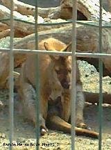 Wallaby de Bennet - Macropus rufogriseus. Crdoba