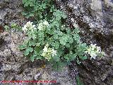 Cincoenrama de roca - Potentilla caulescens. Paso de Gontar - Santiago Pontones