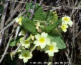 Primavera - Primula vulgaris. Cambil