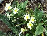 Primavera - Primula vulgaris. Cambil