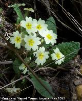 Primavera - Primula vulgaris. Cambil