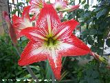 Azucena - Lilium spp.. Navas de San Juan