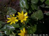 Celidonia menor - Ranunculus ficaria. Torres