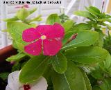 Vinca - Vinca rosea. Los Villares