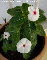 Vinca - Vinca rosea. Los Villares