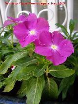 Vinca - Vinca rosea. Los Villares