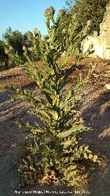 Cardo gigante - Onopordum nervosum. Casera de Santa Cecilia - Marmolejo