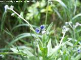 Lengua de perro - Cynoglossum creticum. Tajo de las Palomas - Mocln