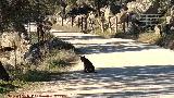 Lince ibrico - Lynx pardinus. Zarzalejo - Andjar