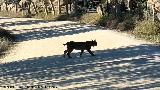 Lince ibrico - Lynx pardinus. Zarzalejo - Andjar