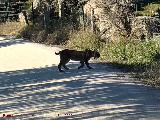 Lince ibrico - Lynx pardinus. Zarzalejo - Andjar