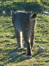 Lince ibrico - Lynx pardinus. Zarzalejo - Andjar