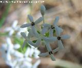 Asperula hirsuta - Asperula hirsuta. Segura