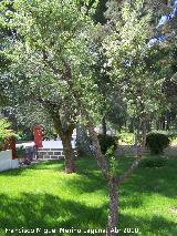 Pirutano - Pyrus bourgaeana. Andjar