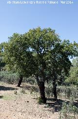 Alcornoque - Quercus suber. Torrealver - Navas de San Juan