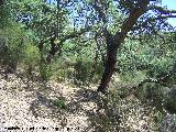 Alcornoque - Quercus suber. Parque Natural de Los Alcornocales - Castellar de la Frontera