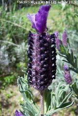 Cantueso - Lavandula stoechas. Andjar