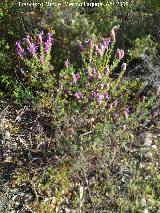 Cantueso - Lavandula stoechas. Baldos de Beas - Beas